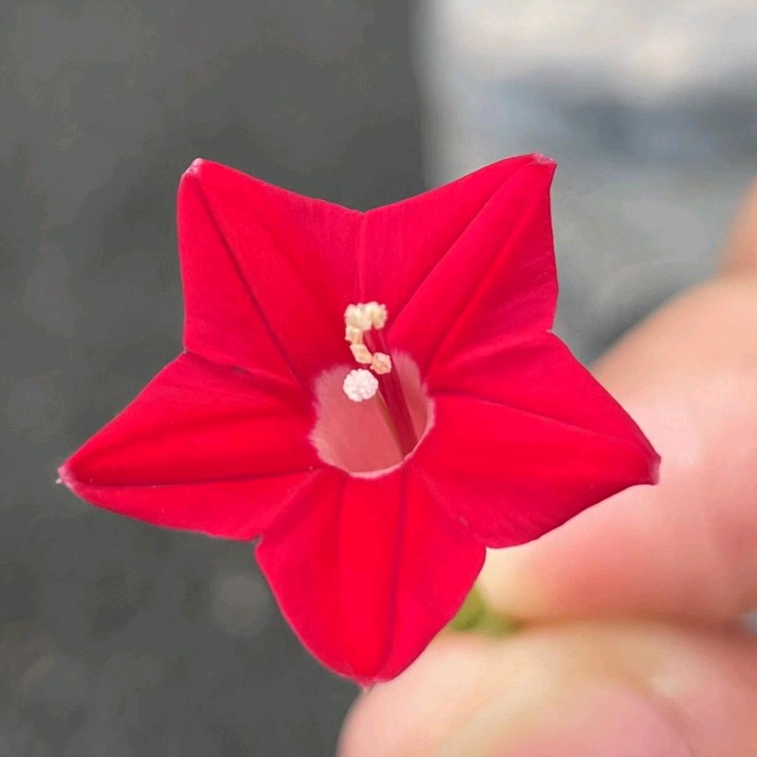 🥀ঞ钟₅₂₀张💞࿐