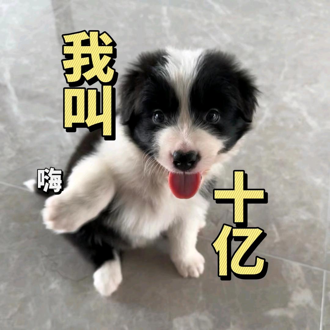 边牧十亿