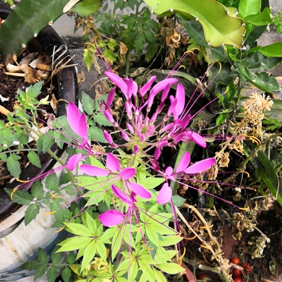 一朵莲花