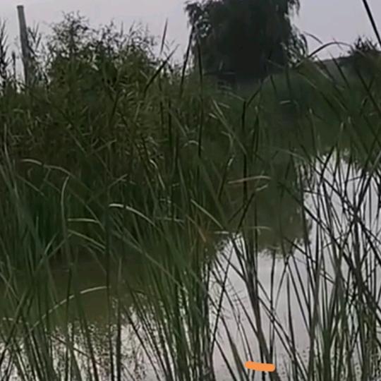 原野牧歌