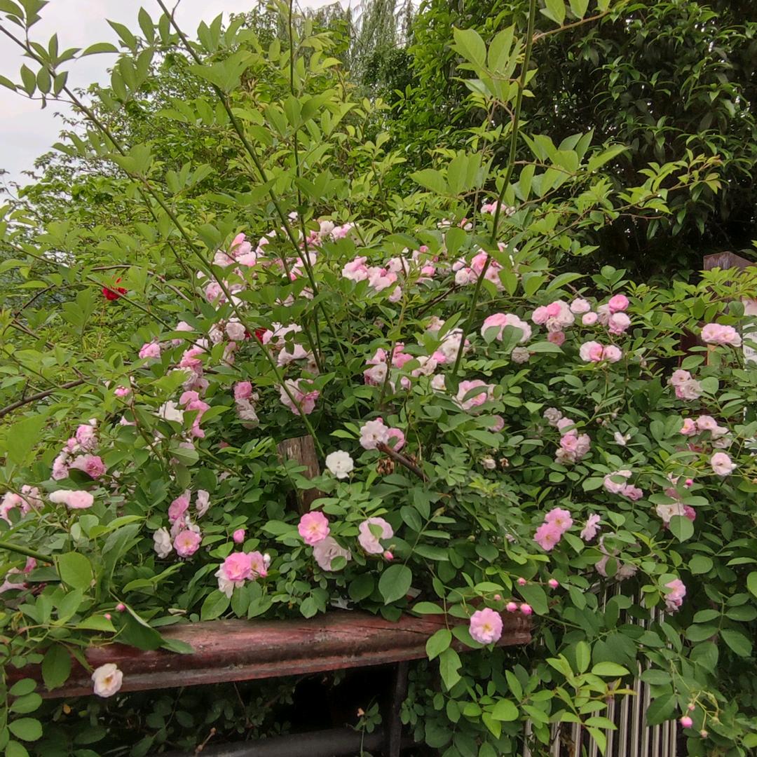 初夏雨凉