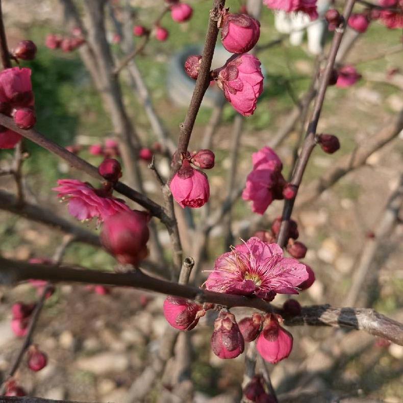 快乐健康老太君