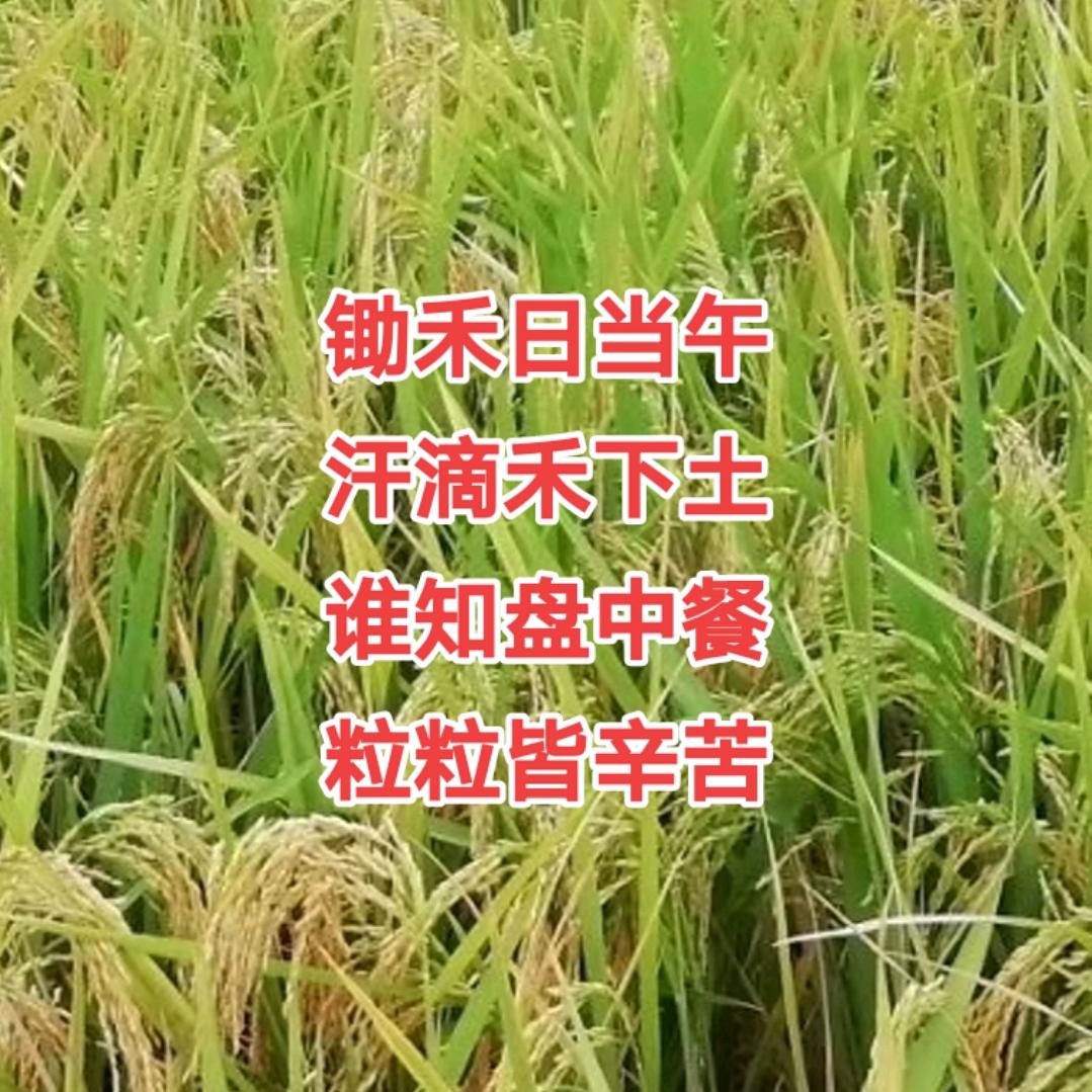 做人难做朱