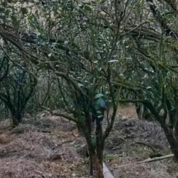 光头强（荣哥）岩茶