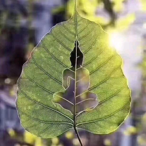 花舍鲜花(美嘉·阳光景苑店)