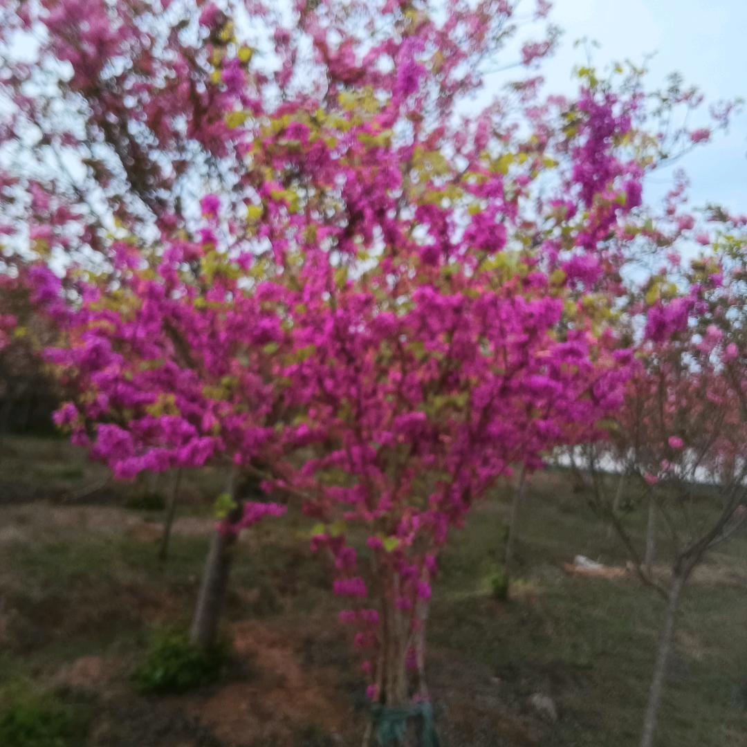 明月