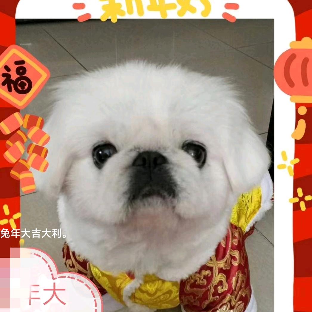 孤独忍者（乐乐）