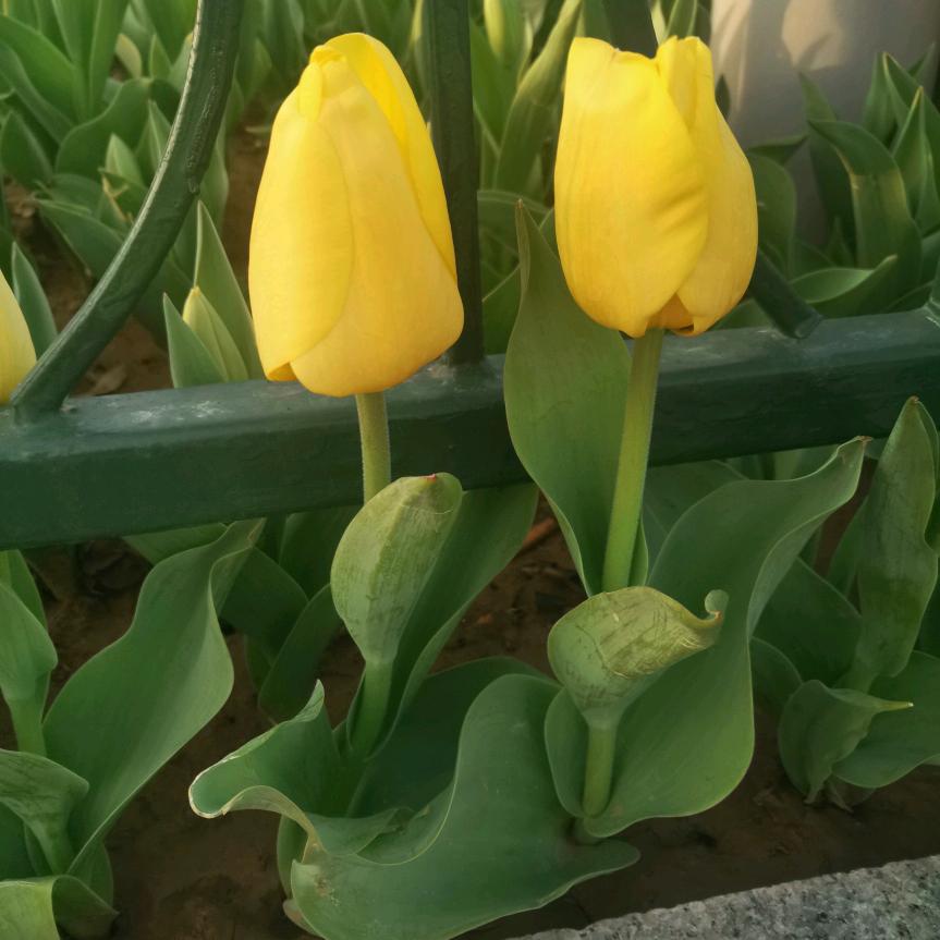 寒冰玉林梅花开