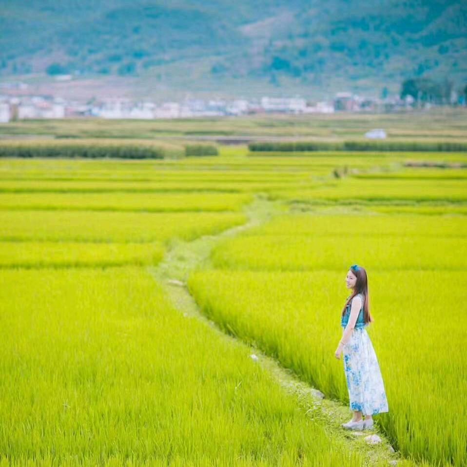 红枣树