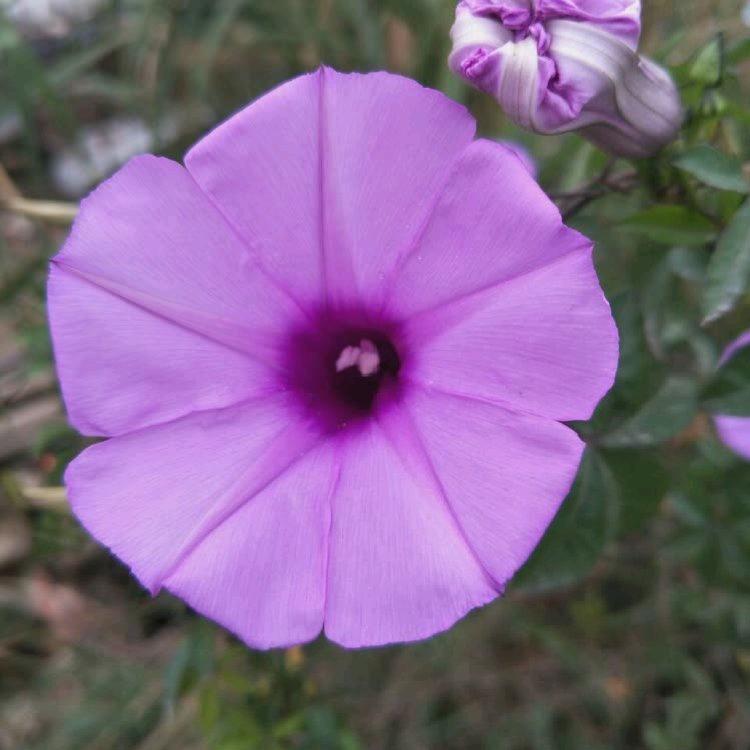 杜鹃花