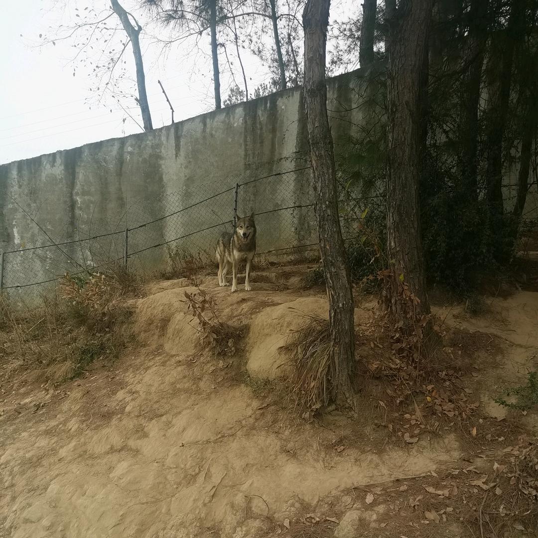 踏风逐云