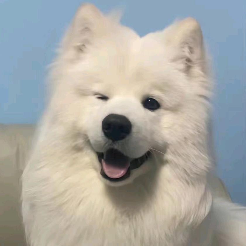 美羊羊大人