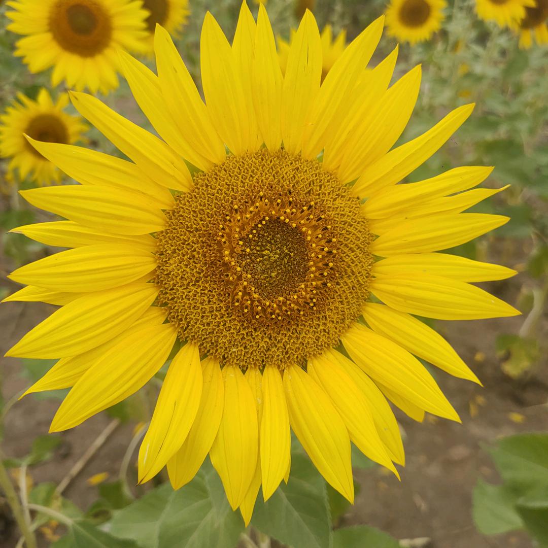 向日葵🌻的微笑