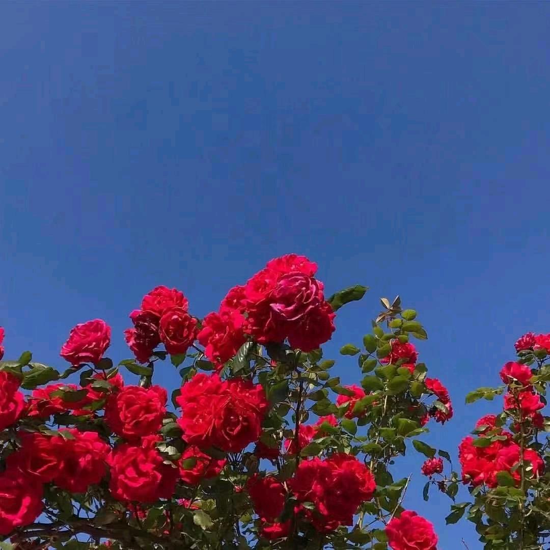 红柳花