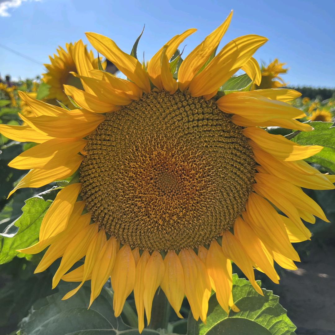 爱睡觉的猫头鹰