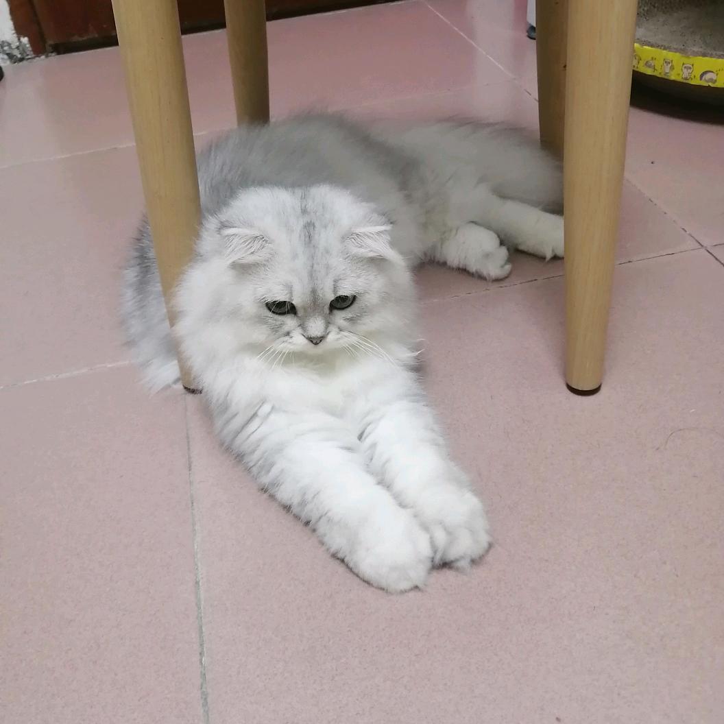 这丫头很拽
