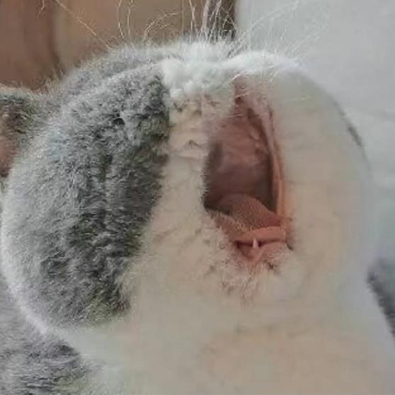 阿阙君