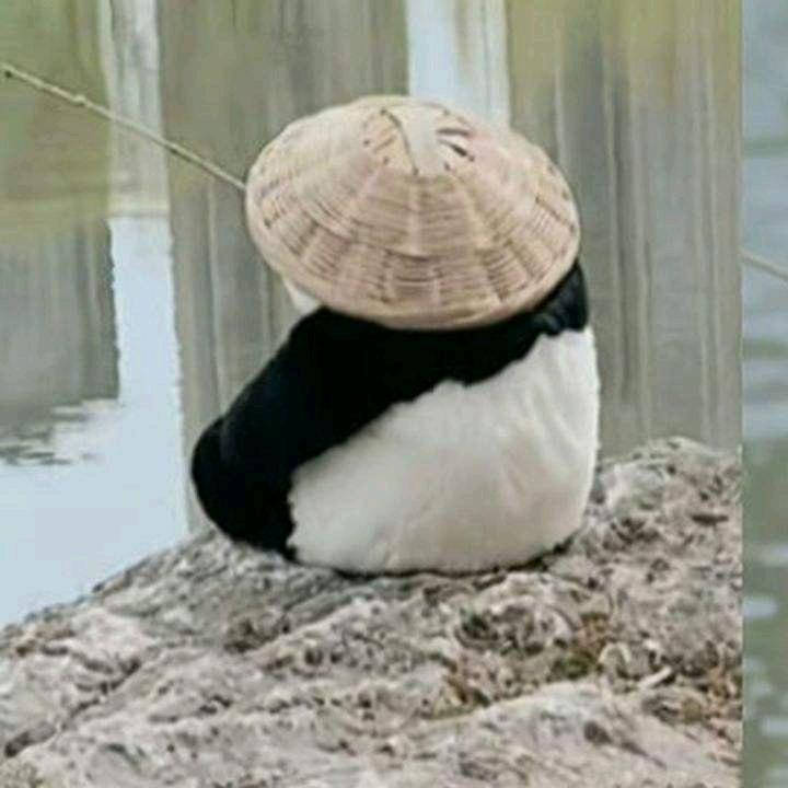 熊猫钓鱼