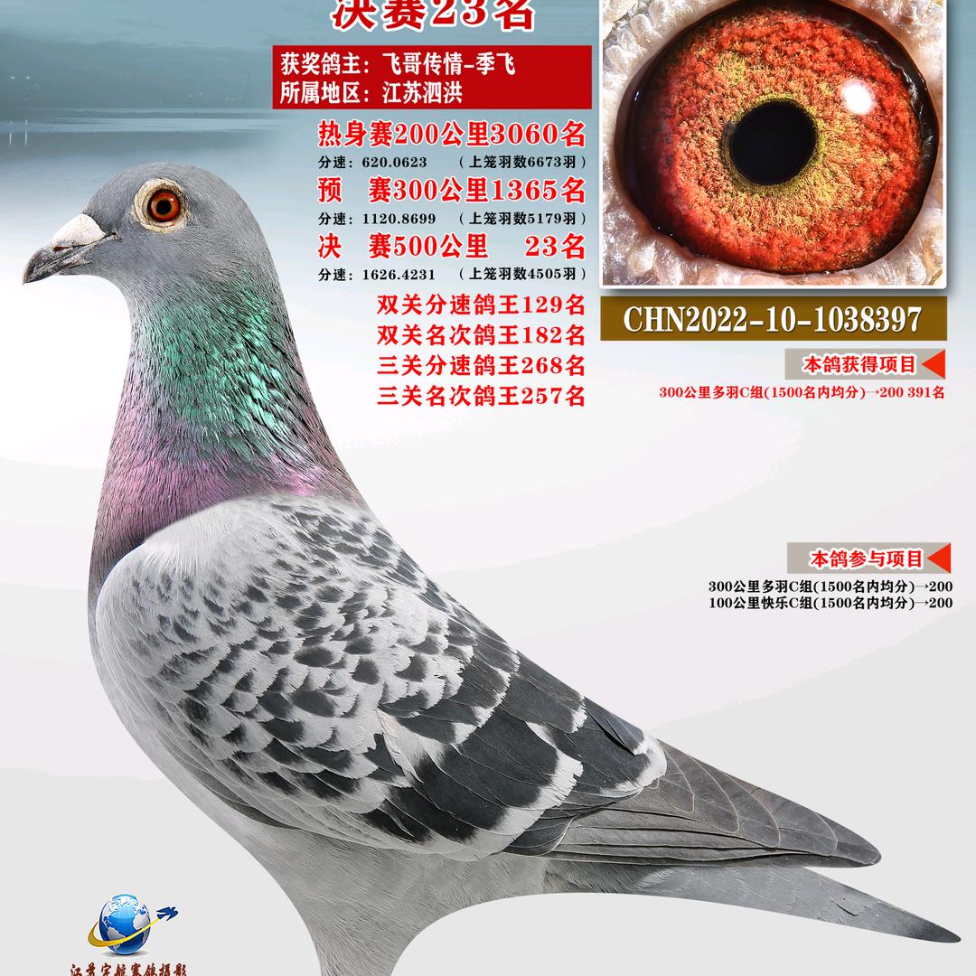 探路者鸽舍-季飞