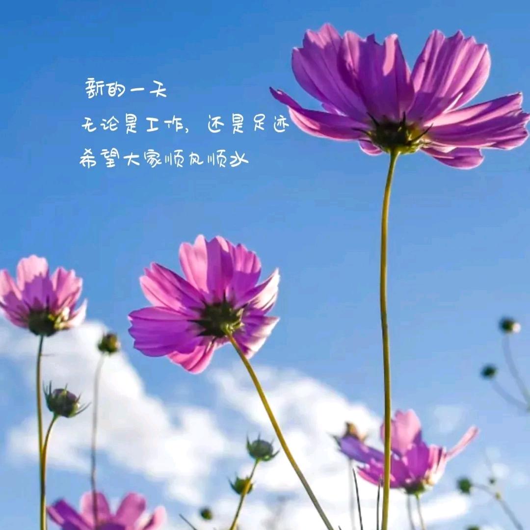 刷子哥