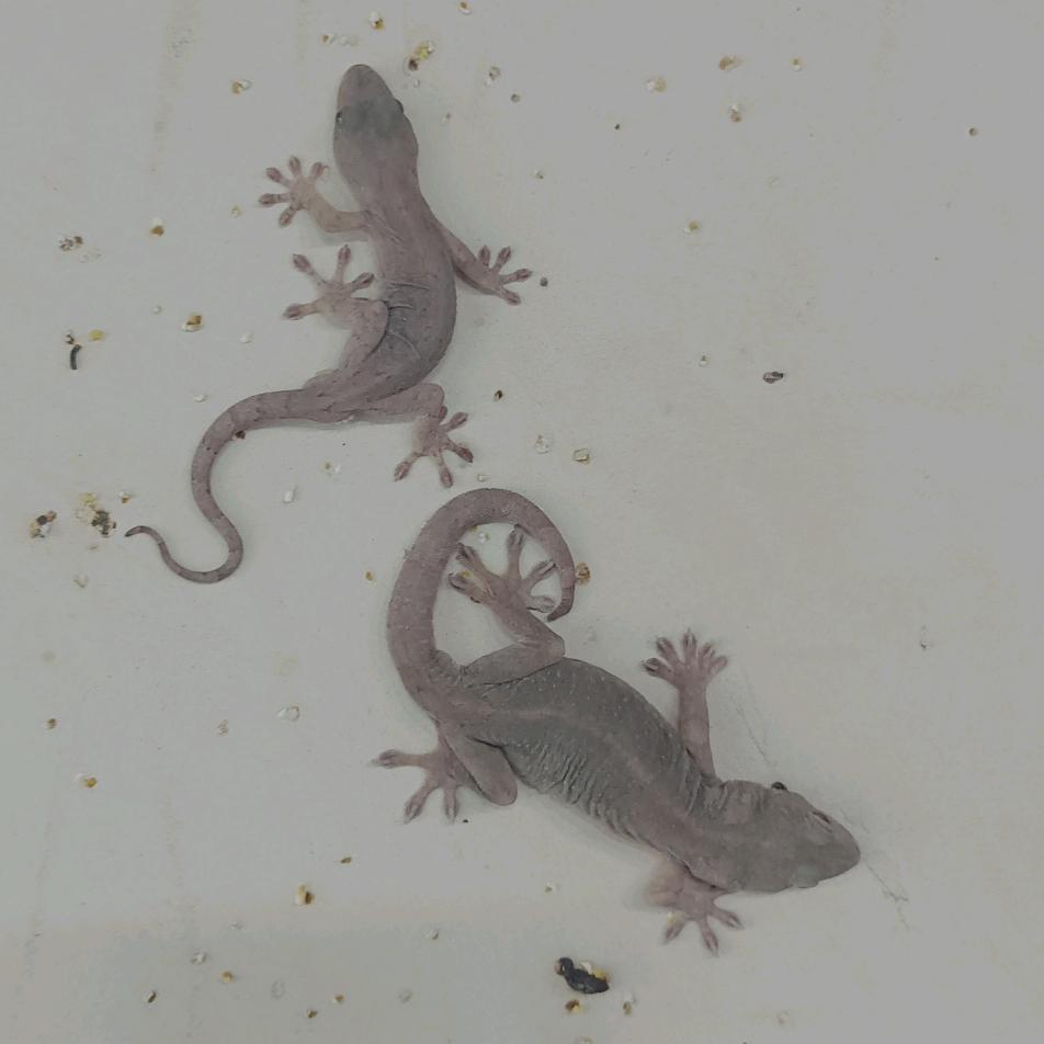 舞台桁架广告执行