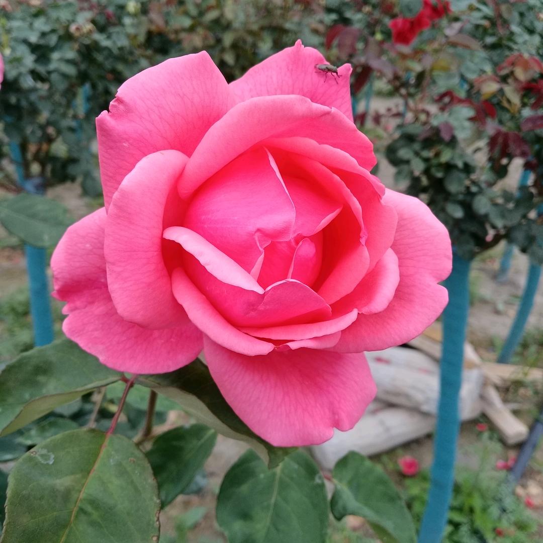 林间小溪