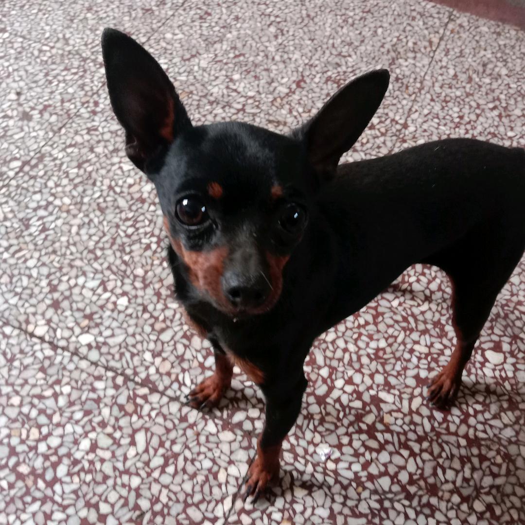 萌宠犬舍