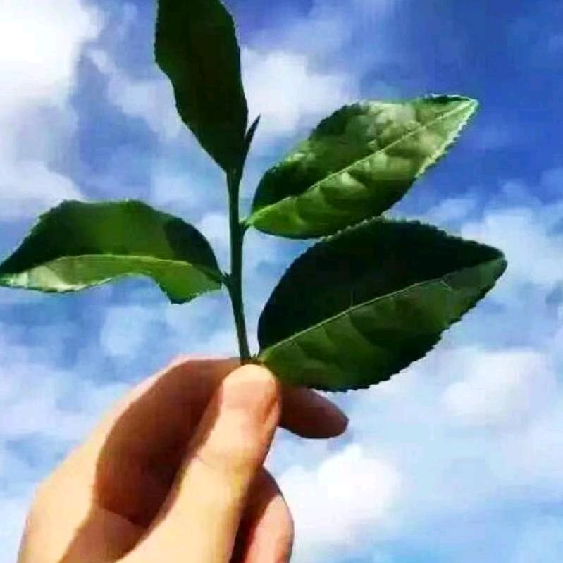 一品香🍵🍵🍵