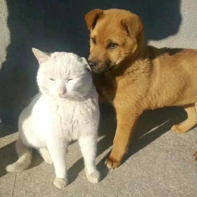 LISA【视频原创】