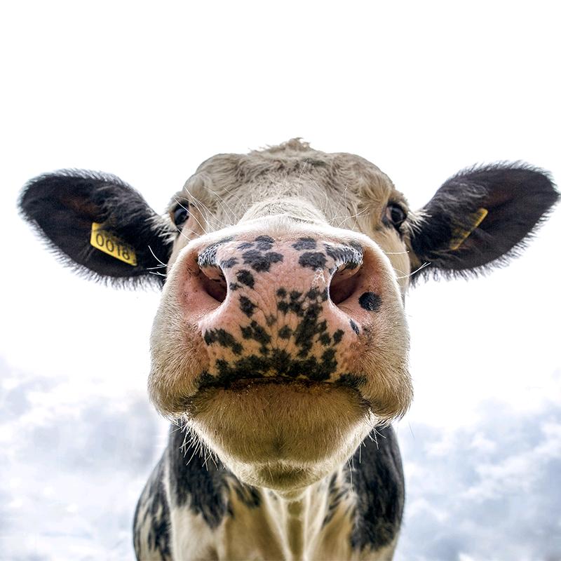 呼伦贝尔旅游攻略@抖音