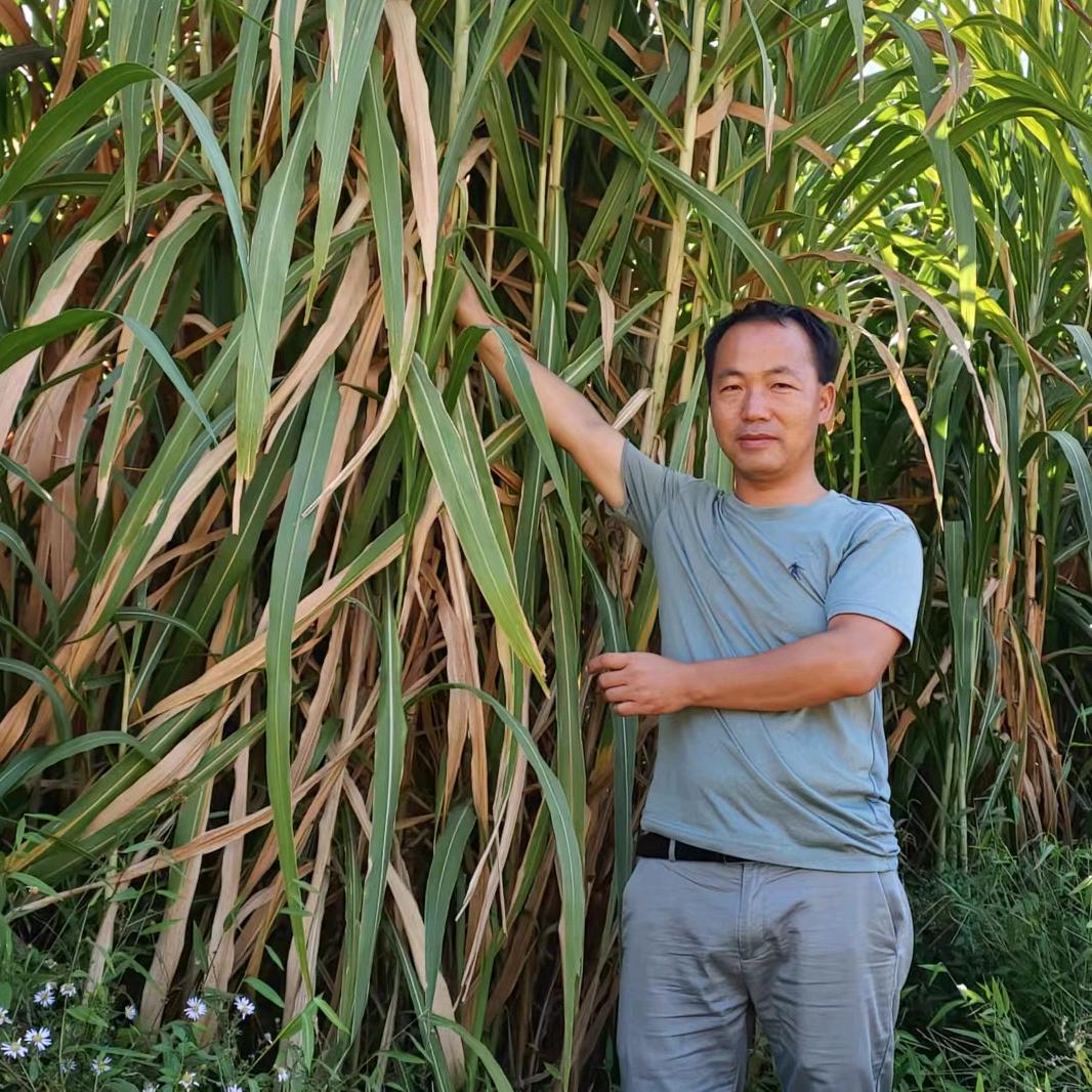 大地哥牧草