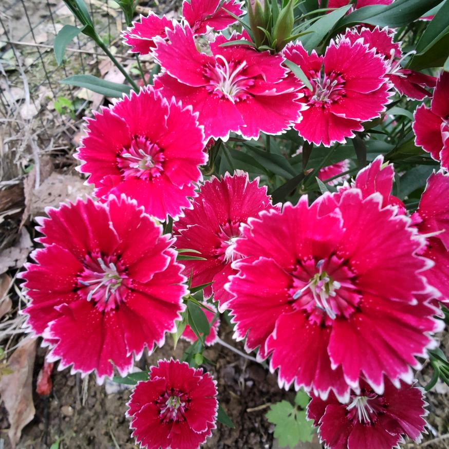 美丽的小红花