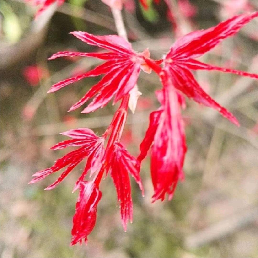 植趣园艺小农场