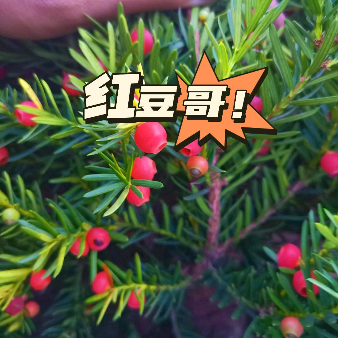 红豆哥的福俊园林工程处