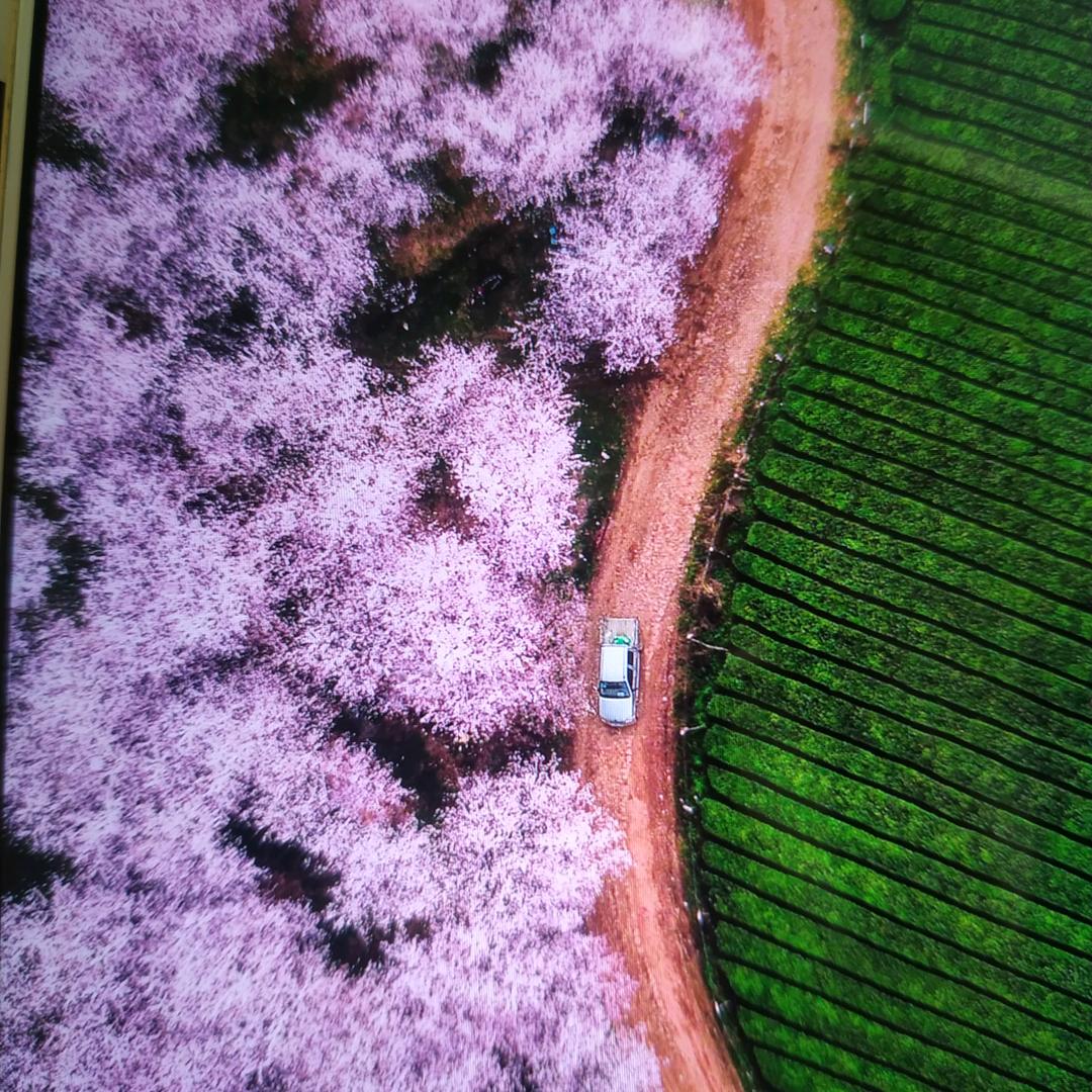 野菊花茶