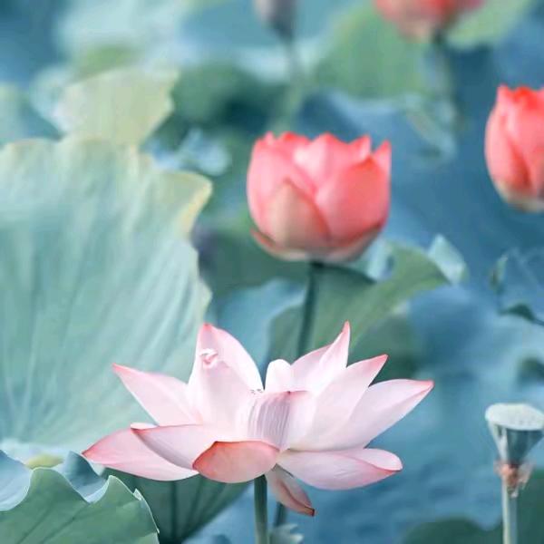 童姐说媒（沭阳）