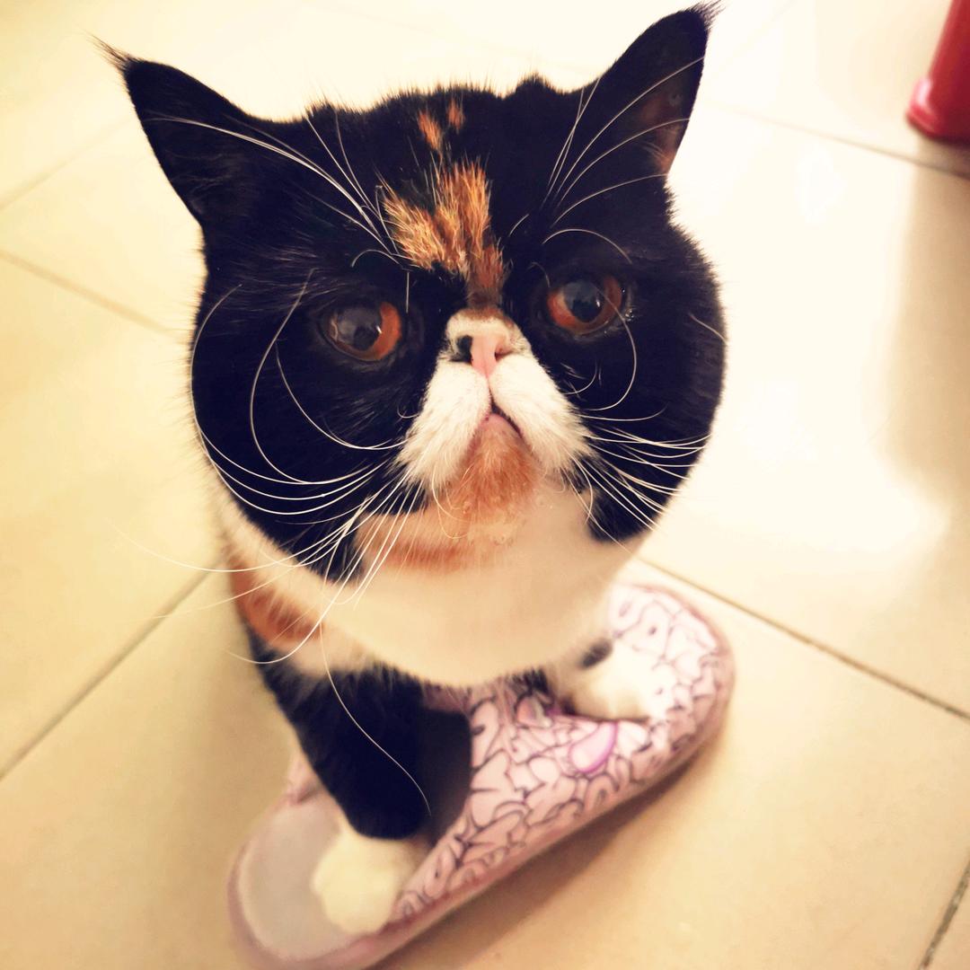 猫伶
