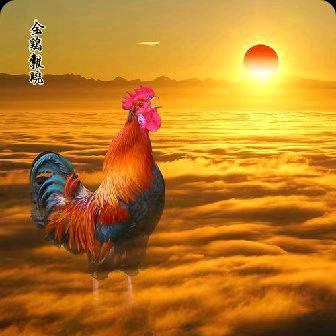 生态草鸡