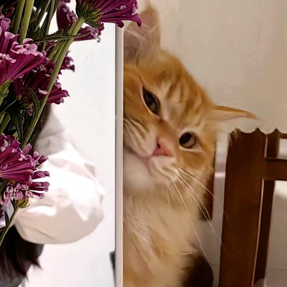 三金是只喵🐈