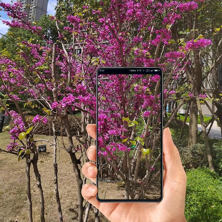 甜言蜜语