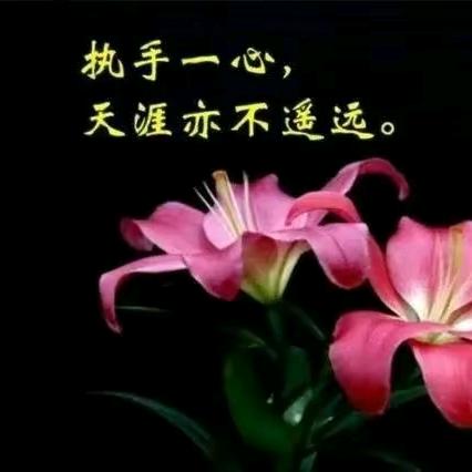 会飞的鱼