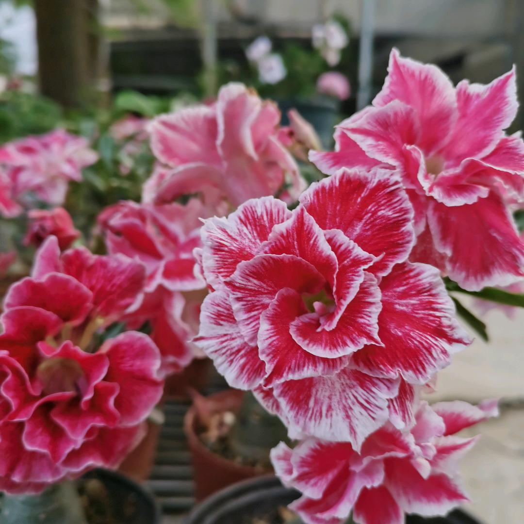 芳芳