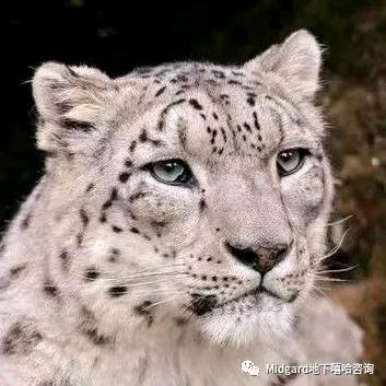 直是雪豹（爱钓鱼）