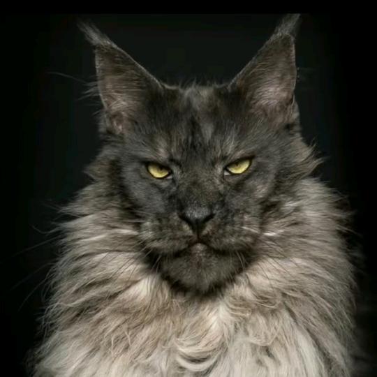 时尚宠物官方号