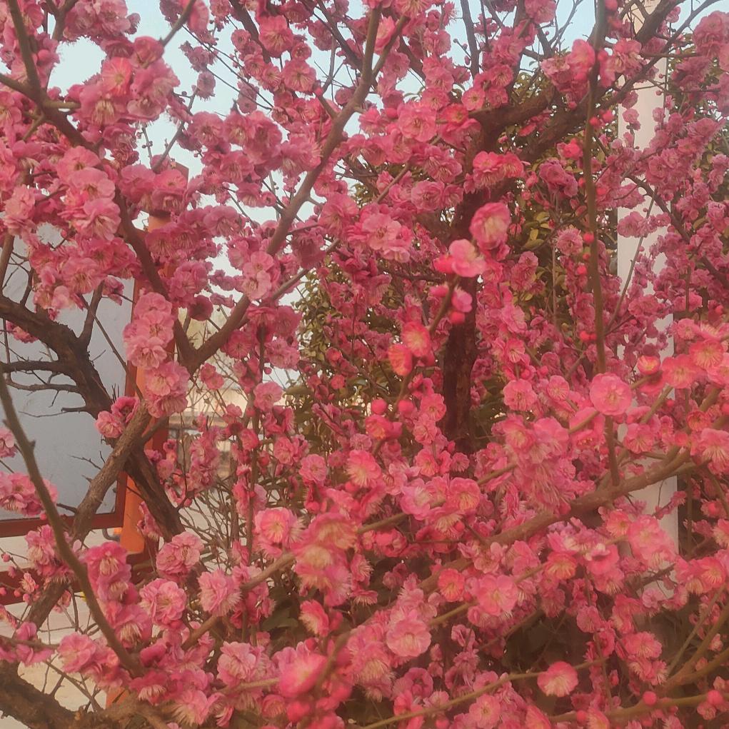 心累的♥(｡￫v￩｡)♥人