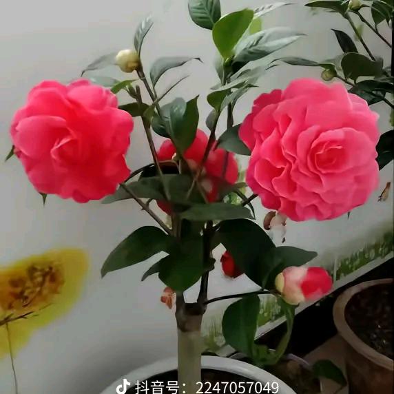 珍珠🌹