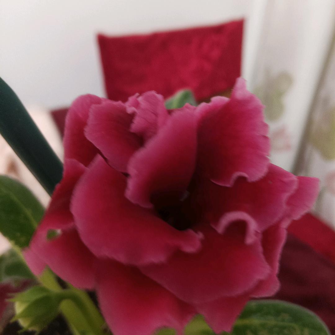 芙蓉花开