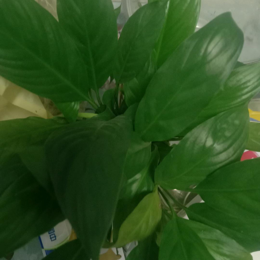 老乔