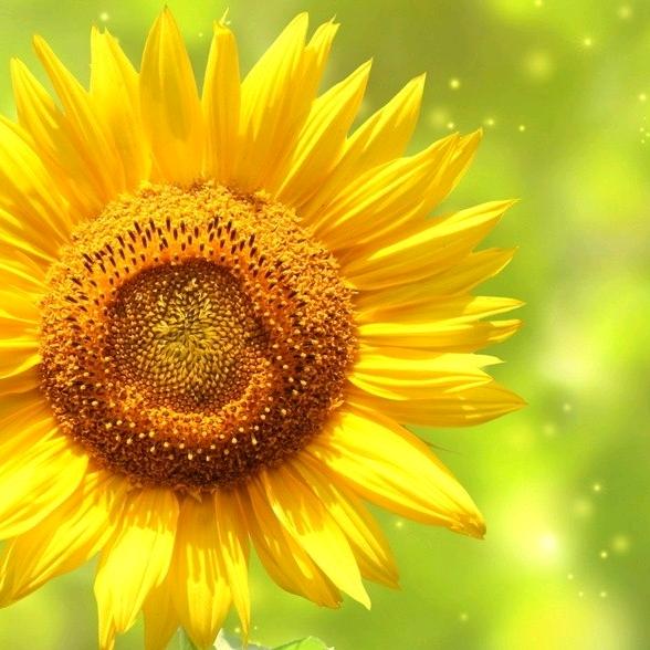 向日葵🌻🌻🌻