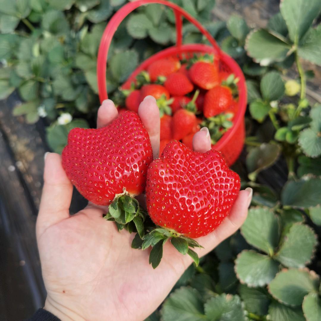 小布袋草莓采摘园